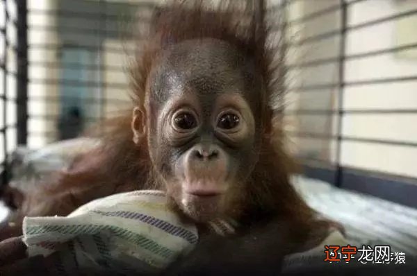 图 一切都要从这门编程语言说起说起……