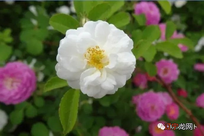 MiLa米拉占卜师占卜天蝎男是个强者,不管他看起来是不是很强悍