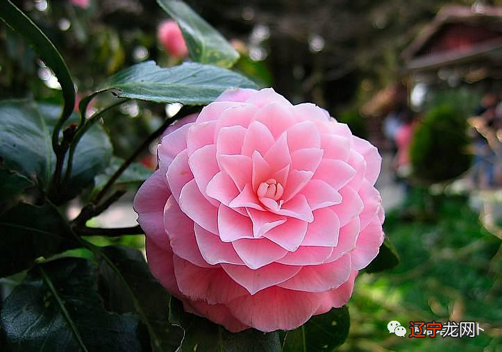 MiLa米拉占卜师占卜天蝎男是个强者,不管他看起来是不是很强悍