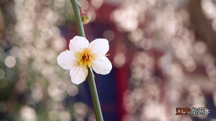 八字缺木_八字缺木缺火名字_八字缺甲木