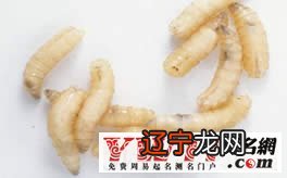 周公解梦：女人梦见厕所里的蛆虫是什么意思？