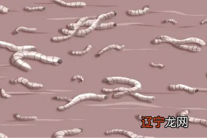周公解梦：女人梦见厕所里的蛆虫是什么意思？