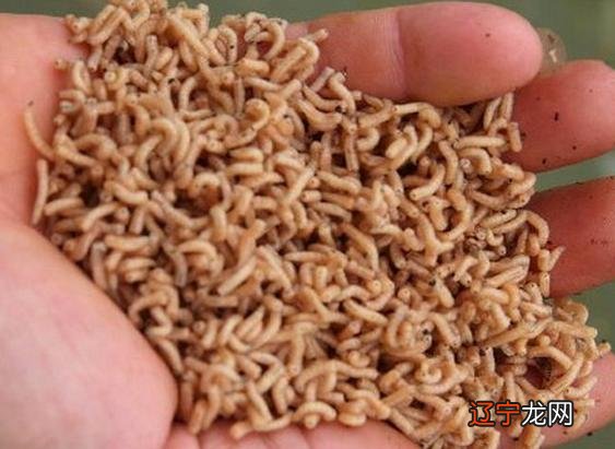 周公解梦：女人梦见厕所里的蛆虫是什么意思？