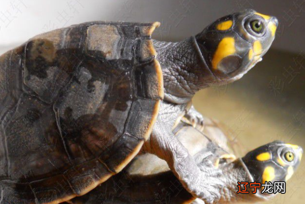 《上下五千年·商朝·巫师·占卜》之商巫篇