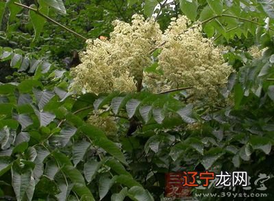 遇见丁火和发财的意思,是花草、树苗、庄稼等