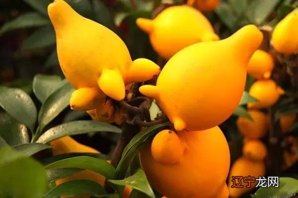 遇见丁火和发财的意思,是花草、树苗、庄稼等