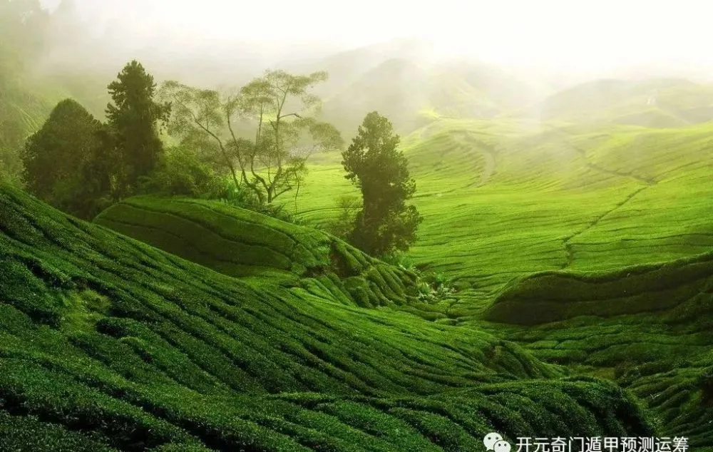 遇见丁火和发财的意思,是花草、树苗、庄稼等