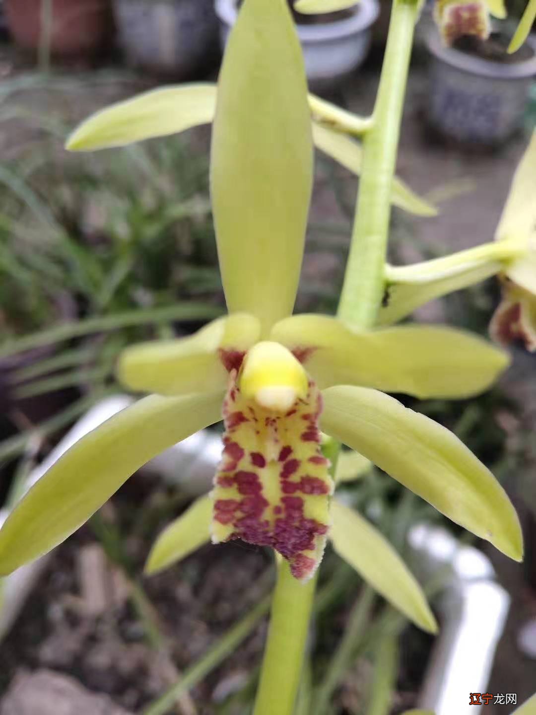 组图 文科兰花分国兰和洋兰两大类的精辟！