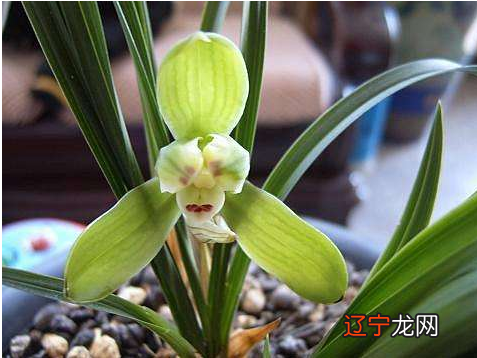 组图 文科兰花分国兰和洋兰两大类的精辟！