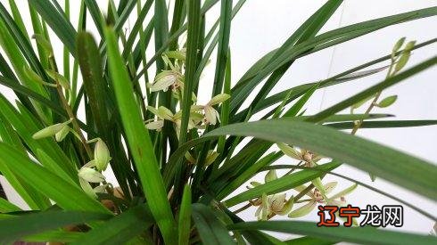 组图 文科兰花分国兰和洋兰两大类的精辟！