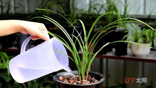 组图 文科兰花分国兰和洋兰两大类的精辟！