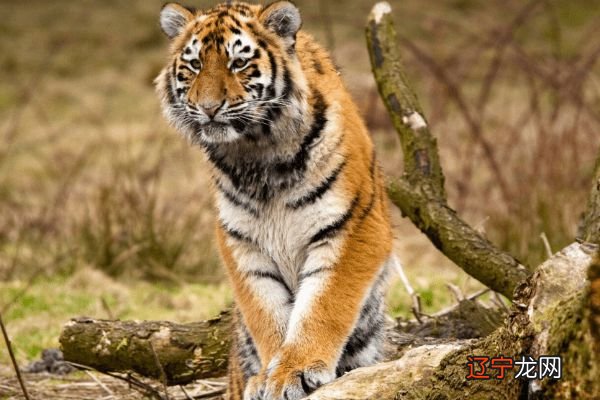 图 属虎1998年属虎人2022年每月运程