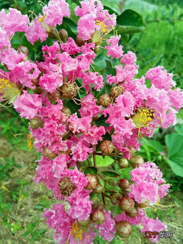 组图 八字合婚和紫微合婚88分,可以么?