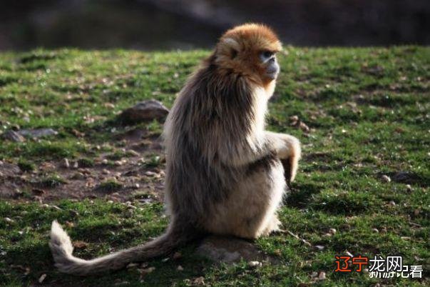 属猴宝宝起名适合的出生姓氏有哪些原则？