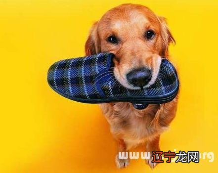 风水堂：梦见两只狗是什么意思