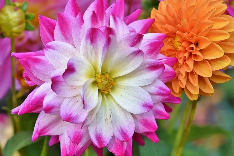 2、属牛人年的桃花运怎样:属牛女年的感情运