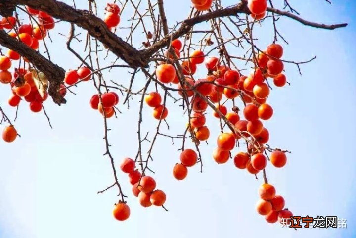 男女合婚婚秘让人_合婚为中平婚_总裁画地为婚下载