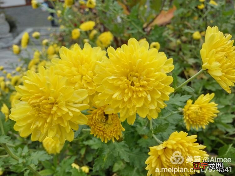 一 梦见白色大雾 邵夫子为你揭秘:周公解梦整理!