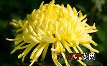 一 梦见白色大雾 邵夫子为你揭秘:周公解梦整理!