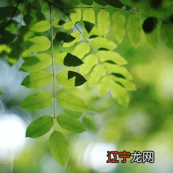 风水堂：梦见画荷花是什么意思