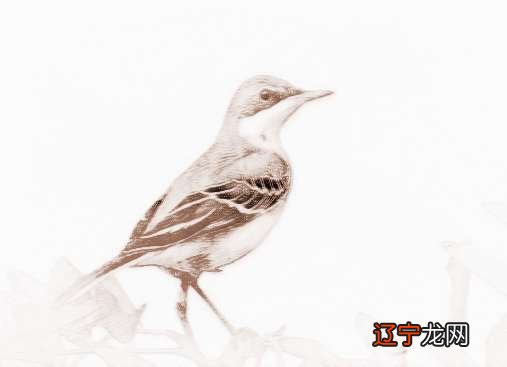 家中常见的风水吉祥鸟有哪些寓意吉祥的鸟儿都有