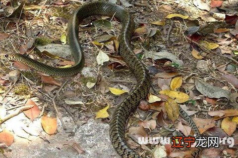 原版周公解梦:梦见蛇是胎梦的一种吗?