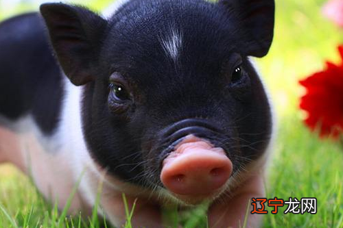 图 2022年属猪人适合穿什么颜色的衣服？