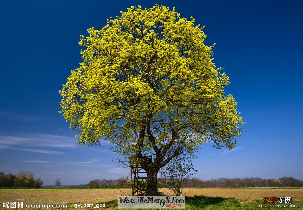 2015年03月23日 祝你好运!梦见树开花什么意思