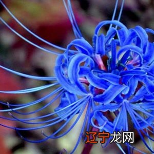 克莱茵蓝花语:彼岸花有种两种不同的说法缘注定生死