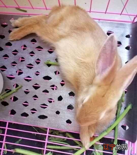 一下风水堂:一下哪些明星是戊土?