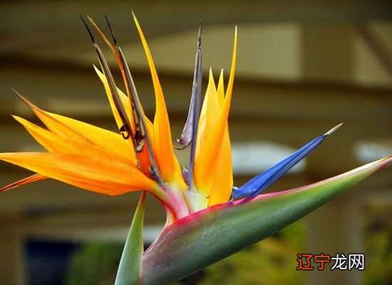 组图 一下星座提升桃花家居装修的最佳方位是什么?