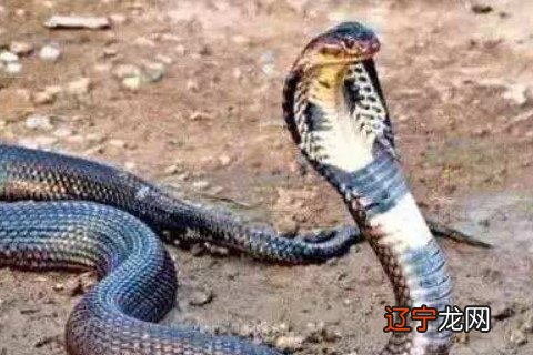 属蛇人2021年整体运势如何但特别适合投资的一年