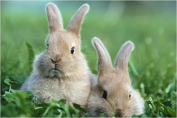 87年属什么生肖,有多少岁了,35岁后