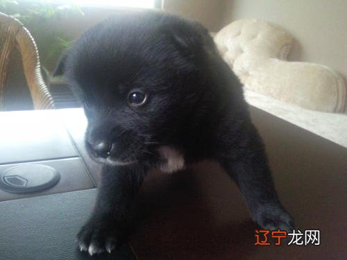 图 养黑狗对家里究竟是好事还是坏事?