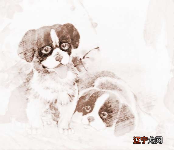 家里养了一只黑狗和一只白狗的风水从风水讲究