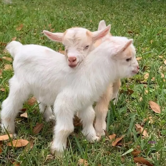 4、的羊和的狗婚配吗:我是70年属狗女朋友是79年属羊的请问相配吗？