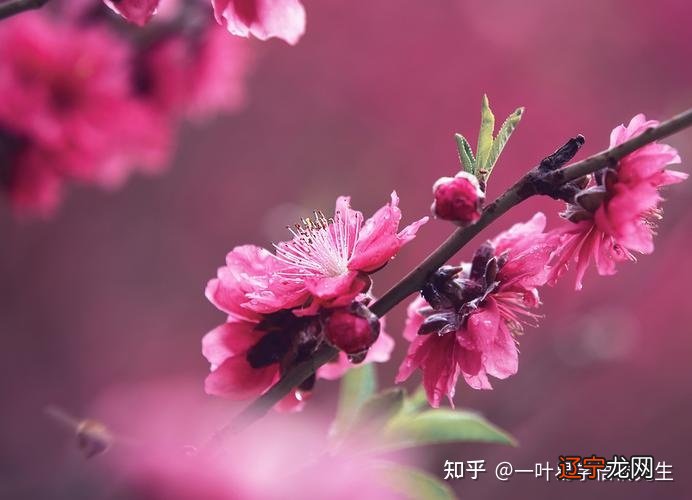 做个风水堂:桃花大体上分为的几种标记