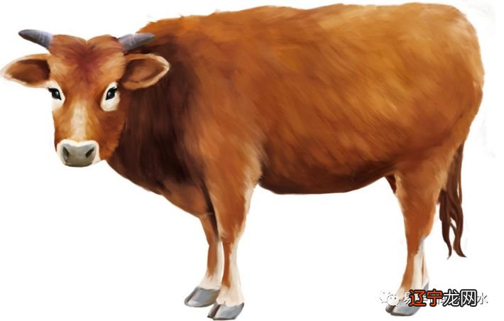 属兔人的出生年份是什么意思?2020年什么生肖犯太岁?