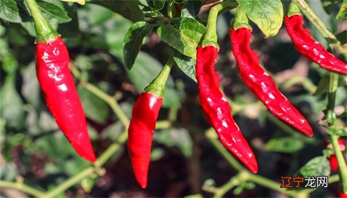 风水堂：梦见辣椒是什么意思？