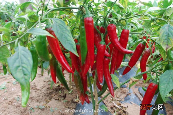 风水堂：梦见辣椒是什么意思？