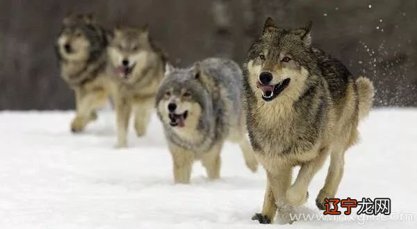 风水堂：梦见打狼，预示着什么