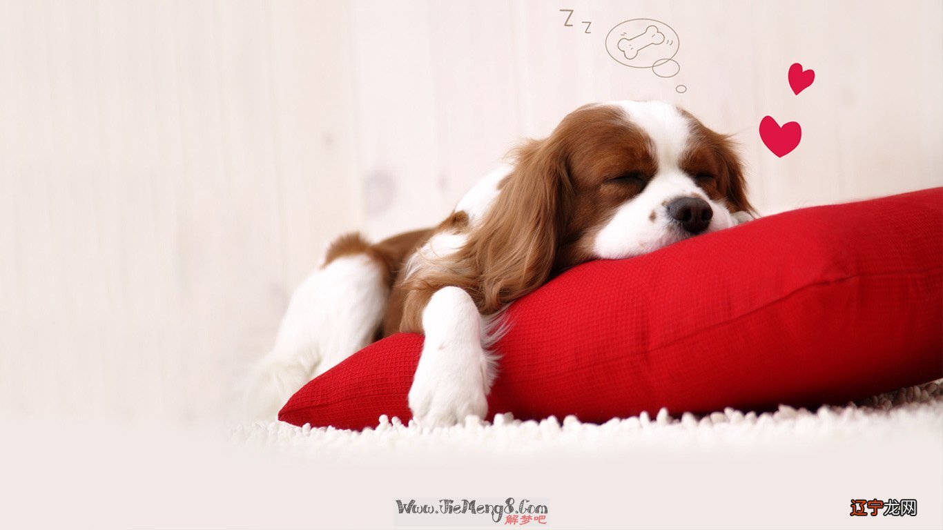 梦见白狗进家_梦见一群杨跟狗进家_梦见小偷进家偷东西被发现