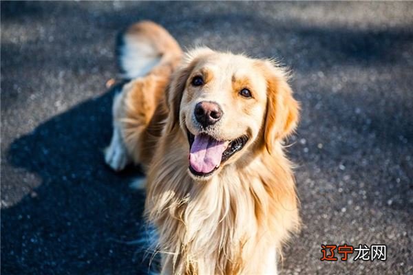 梦见小偷进家偷东西被发现_梦见白狗进家_梦见一群杨跟狗进家