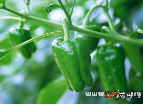 梦见吃辣椒_梦见吃大红辣椒_梦见自己吃很多辣椒