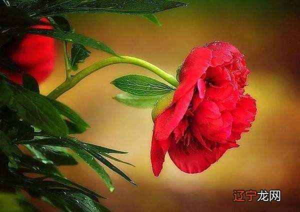 生于风水堂:生于春天时的一生吉凶祸福生于