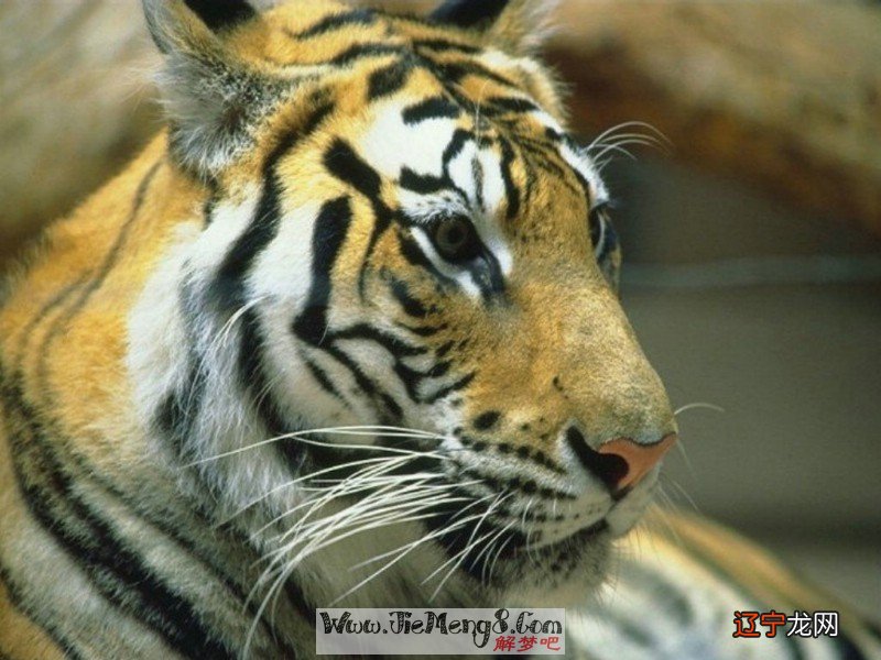 慈世堂:梦见做梦梦见老虎风水堂