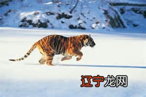 慈世堂:梦见做梦梦见老虎风水堂