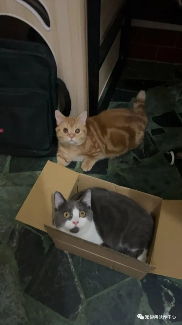 黑猫漂亮又聪明,都为小黑猫高兴它能有个家的