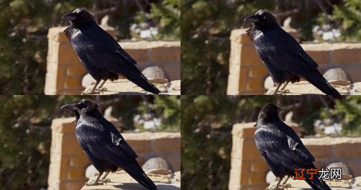 风水堂：做梦梦到乌鸦什么预兆？