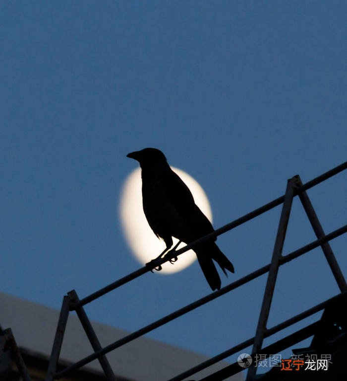 风水堂：做梦梦到乌鸦什么预兆？